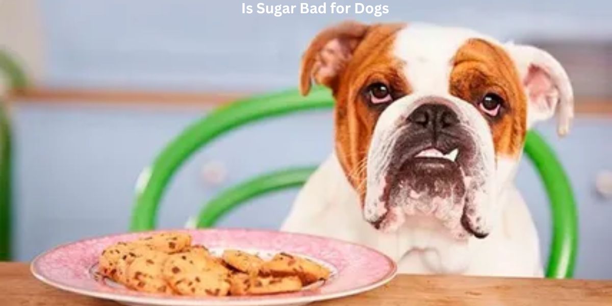 Is Sugar Bad for Dogs