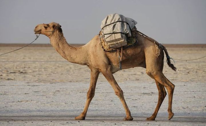 How Much Does a Camel Cost?