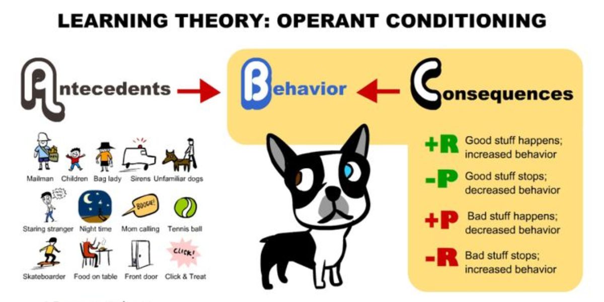 operant conditioning training a dog