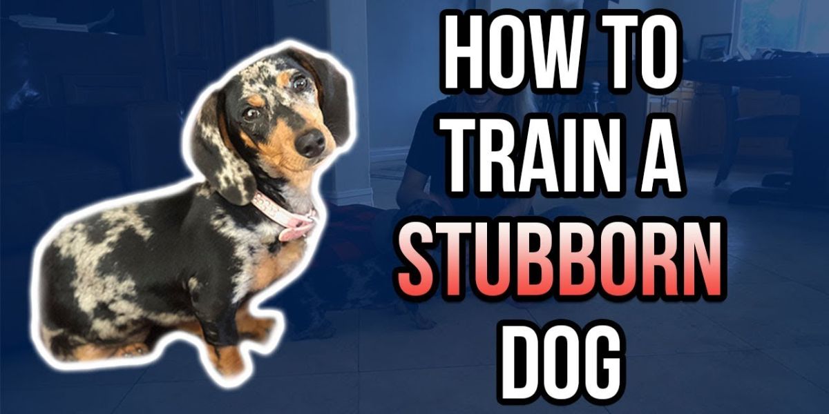 how to train a stubborn dog